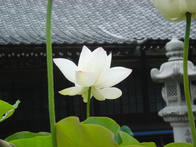 蓮の花の写真