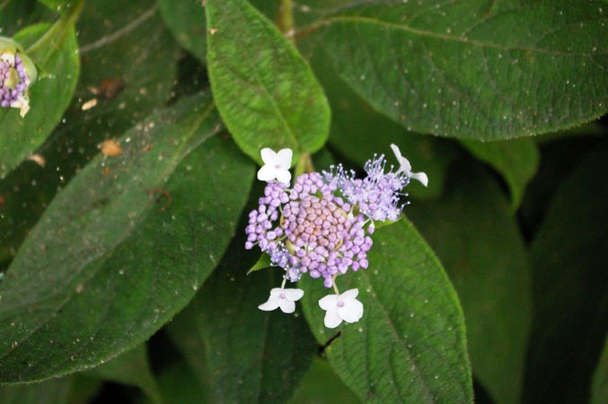 玉紫陽花（タマアジサイ）の花の写真