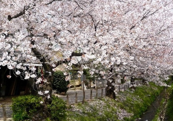 本多緑道の桜の写真