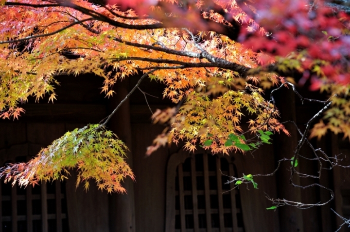 平林寺の仏殿と紅葉の写真