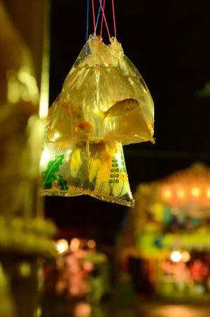 金魚の写真（大和田氷川神社夏まつりにて）