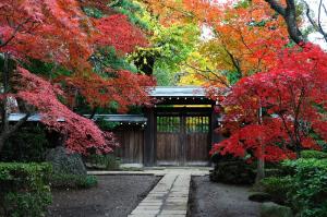 平林寺の門扉と紅葉が写った写真