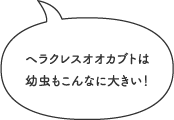 ヘラクレスオオカブトは幼虫もこんなに大きい！