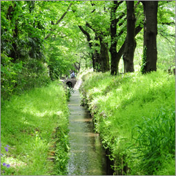 野火止用水の画像