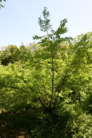 萌芽更新4年目_2