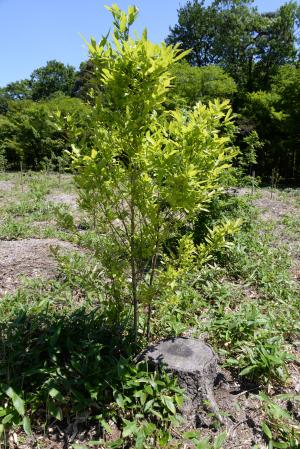 萌芽更新2年目_2