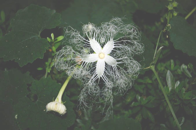 烏瓜（カラスウリ、唐朱瓜）の花の写真