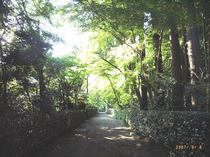 平林寺の木の写真