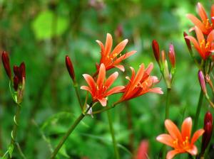 キツネノカミソリの花の写真