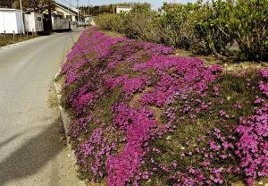 芝桜