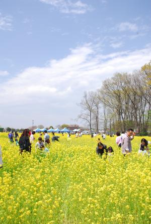 菜の花まつり