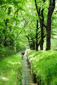 野火止用水の写真