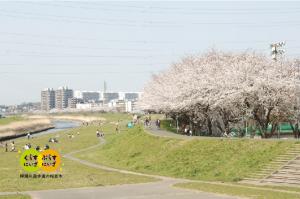 柳瀬川遊歩道の桜並木