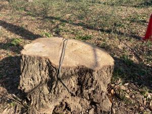 カシノナガキクイムシによる被害木の伐採後