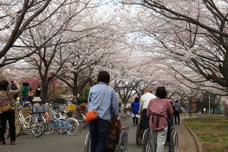 お花見の様子