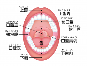 口腔