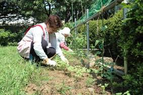 除草作業の様子