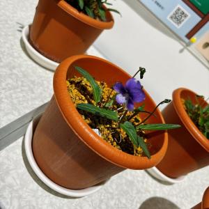 ヘイリンジスミレの写真