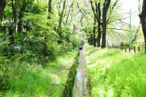 野火止用水の画像