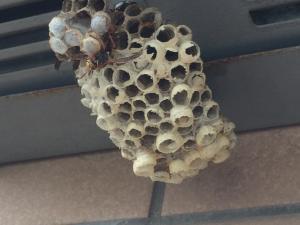 アシナガバチの巣の写真