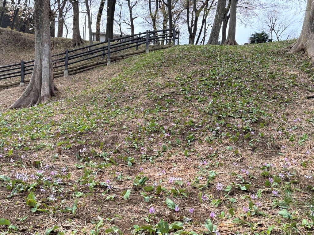 カタクリの花