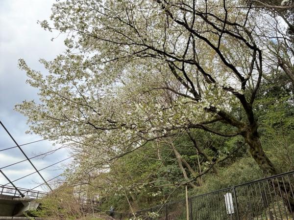 ハタザクラ