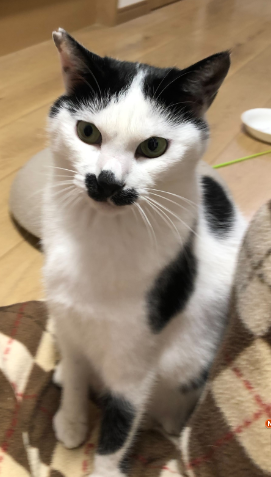 20250402cat