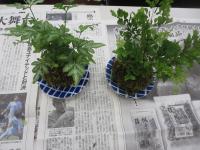 苔玉　完成