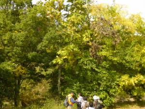 アオギリの珍しい種子について解説を受ける様子