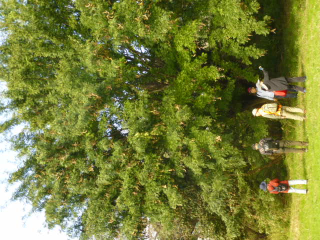 自然樹形の解説を受ける様子