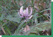 カタクリの花の写真