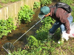 野火止用水美化ピカ隊の作業