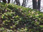 斜面一面にカタクリの花の写真