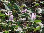 カタクリの花の写真（1）