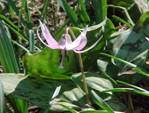 カタクリの花の写真（2）