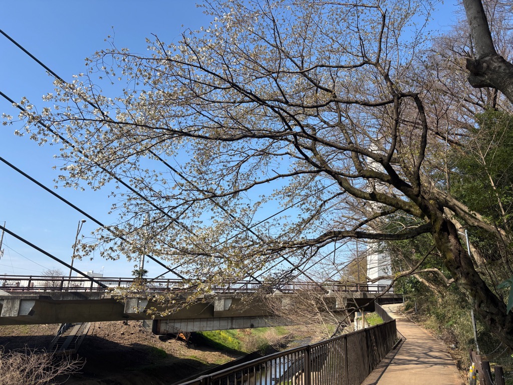 ミョウオンサワハタザクラ1