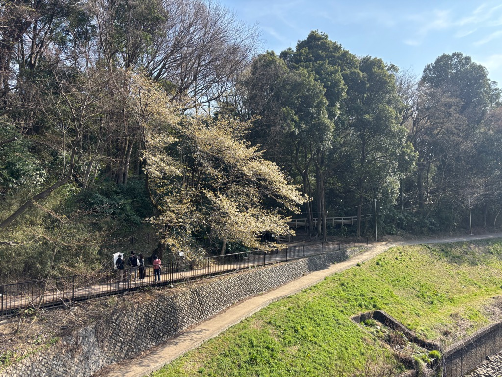 ミョウオンサワハタザクラ2