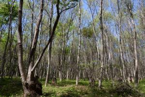 平成26年度伐採地の現状