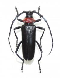 クビアカツヤカミキリ（成虫の写真）