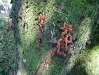 クビアカツヤカミキリのフラスの写真