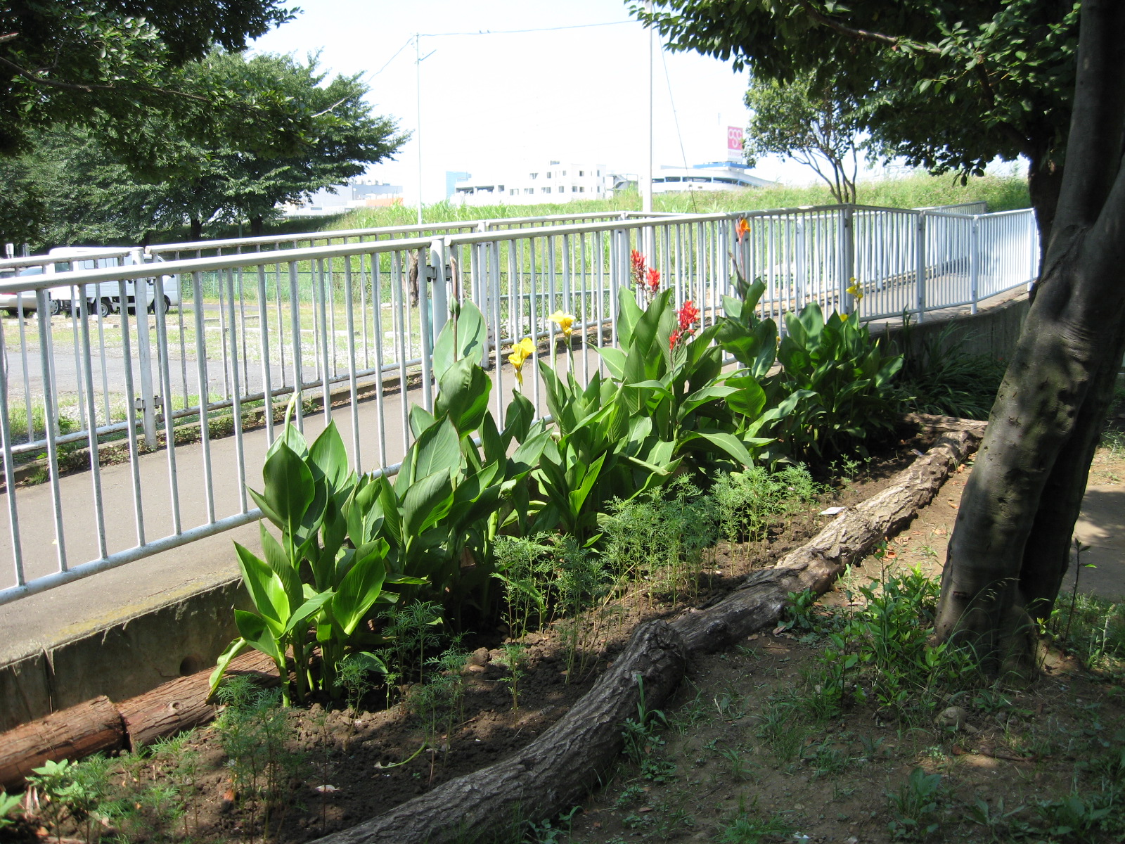 柳瀬川河川敷広場の様子