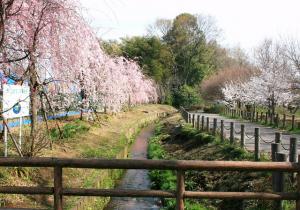 しだれ桜堤