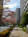 新座駅周辺マンション群と花水木