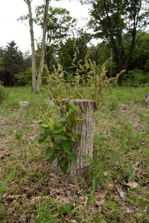 伐採後、萌芽している様子3（平成27年5月25日撮影）