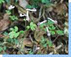 ジロボウエンゴサクの写真