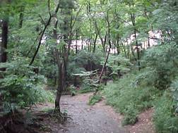 緑地内の大沢・小沢の写真
