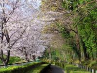 「桜と緑の遊歩道」の写真