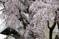 桜の園、跡見