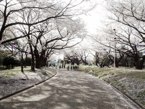 栄緑道の写真