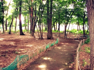 東野緑地の写真